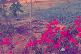 مخيم راقي ومزروع مخيم راقي ومزروع