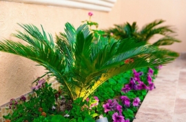 شاليهات جلنار - رقم 3